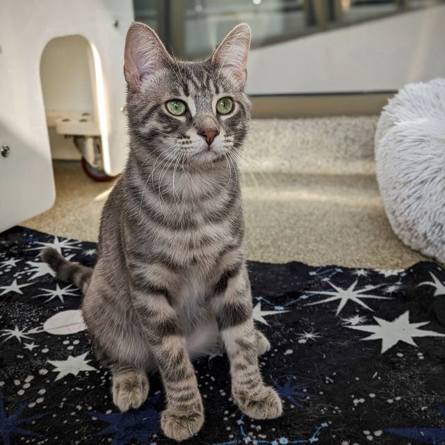 A total of 21 cats went home last week, including toothless cutie senior, Scamper! 👵 You know who else was in the spotlight? @WGNNEws superstars DJ Pauly D and Sammi Sweetheart each got adopted. Will someone come this week to adopt their kitten sister, Snooki? 😼 If you missed their television debut, you can still watch the segment in our linkinbio! 📺️⁠
⁠
Congrats to all these kitties for enlivening their new homes! 🌼⁠
⁠
Scamper⁠
⁠
Gatita⁠
⁠
Essune⁠
⁠
Sammi Sweetheart⁠
⁠
DJ Pauly D⁠
⁠
Wheat Thin & Triscuit⁠
⁠
Refaat⁠
⁠
Socrates⁠
⁠
Kant⁠
⁠
Booth⁠
⁠
Sir Pounce⁠
⁠
StarLord⁠
⁠
Cardi B⁠
⁠
Saltine & Ritz Bitz⁠
⁠
Hodgins⁠
⁠
Thundercat⁠
⁠
Charmer⁠
⁠
Foosie⁠
⁠
Coffee Bean⁠
⁠
#TreeHouseCats #Chicago #Adopt #Cats