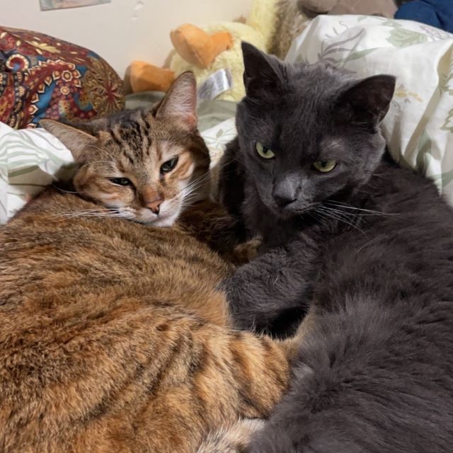 The best drama, in our opinion, is the kind where people fall in love with their Tree House cats. 😍Cupid’s arrow hit when Joan La Pucelle and Brutus met their adopter at Tree House a few months ago.⁠
⁠
Formerly known as Cupid and Brontosaurus, these two were adopted as kittens from separate litters (we’re assuming the “Dinosaur Litter” and the “Valentine’s Litter” 😂) from our shelter in 2018. When they came back to Tree House because their adopters could no longer care for them, we knew they’d have no trouble finding their second act, as these impressively large cats were very snuggly and active.⁠
⁠
Adopter @‌mirandastarke says that Brutus tries to sleep on top of their face at night and participates at the table during mealtimes. As for sweet Joan, “she’s always on the hunt for something—I don’t know what quite yet.” We wish this trio of characters the best of luck in their new stage in life.