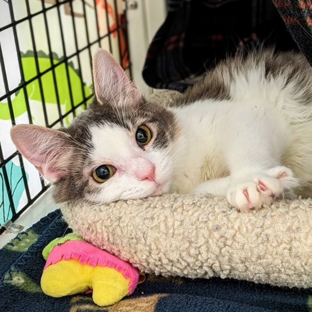 Come for the kittens, leave with our adorable adult cats (who are just as eager to be your baby). 😍⁠
⁠
Our first weekend of walk-in adoptions was a success! A total of 12 cats went to new homes, and half of them were adult cats!⁠
⁠
Congrats to these adult (yet, certified Baby) kitties for finding their happy endings.⁠
⁠
🐅 Reina & Stevia⁠
⁠
🐅 Ingmar Bergman⁠
⁠
🐅 Old Scratch⁠
⁠
🐅 Quark⁠
⁠
🐅 Pohorka⁠
⁠
And congrats to these adorable kittens for finding theirs, too!⁠
⁠
🐈️ Vladislav⁠
⁠
🐈️ Viago⁠
⁠
🐈️ Cold Brew⁠
⁠
🐈️ Matcha⁠
⁠
🐈️ Snooki (featured on our WGN Segment two weeks ago)⁠
⁠
🐈️ Sweets⁠
⁠
#TreeHouseCats #Adopt #Chicago #KittenSeason