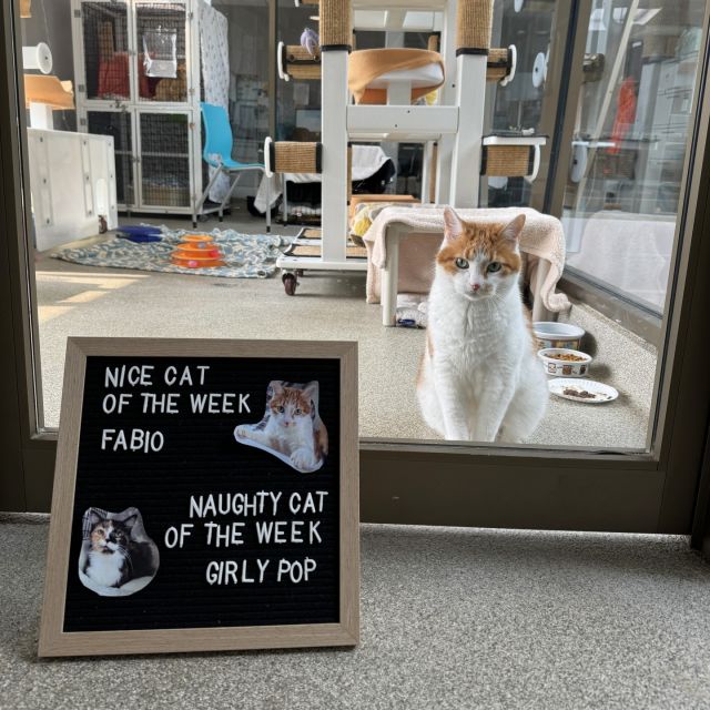 ✅️ Nice Cat of the Week: Fabio 🍊⁠
⁠
For much of his life, Fabio struggled greatly when being put in a cat carrier. 🙃 We worried, “How is he going to be taken home when he gets adopted one day?” 😫 We placed cat carriers and dog crates with open doors, blankets, and treats inside throughout the colony room so that Fabio could gain positive associations with cat carriers. Recently, Fabio’s been seen regularly taking his afternoon naps in the crate! We’re so proud. 💓⁠
⁠
❌️ Naughty Cat of the Week: Girly Pop 💅⁠
⁠
Girly Pop might be a senior girly at the age of 12 years old, but whew! She is a diva! 💄This fluffy calico is a pretty one, and she knows it. She struts around the room like it’s a catwalk, and everyone at Tree House is lucky to witness it. (We might also be getting flashbacks to high school, remembering the "it girls" that always intimidated us. 😶)