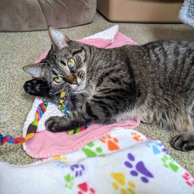 THIS WEEKEND… Adopt adult #TreeHouseCats FOR FREE!⁠ 😯⁠
⁠
Thanks to Tree House advocate Ginger, our adoptable adult cats (over 6 months old) are one step closer to finding their happy endings! Adoption fees are completely waived this weekend from July 26 through 28. This special adoption weekend includes adult cats on our adoption floor and in foster homes.⁠
⁠
These kitties deserve a second chance at finding a loving home. Will you be the one to provide it? Let us know if you're coming in the comments below!