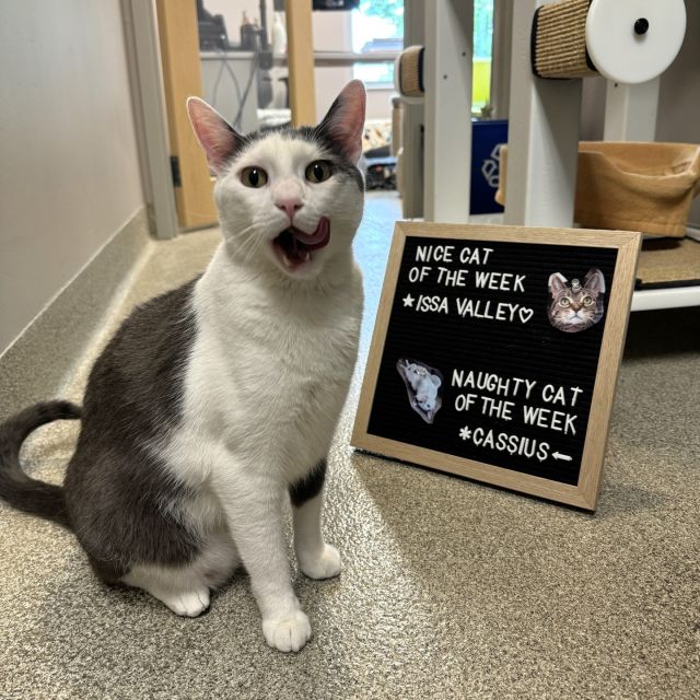 NICE CAT OF THE WEEK: Issa Valley 🏆️😗⁠
⁠
Have you ever wanted a really big hamster? Probably not. But we have one. 🤣⁠
⁠
Issa Valley is not actually a hamster, but she might think she is. She has a quirky love for burrowing under blankets. If you see a lumpy blanket on the floor, it’s probably Issa. We hope that whoever takes her home has a lot of blankets and doesn’t mind them being wherever Issa Valley wants them. She is about to take the laundry piles on the floor to a whole new level, and we love her for that. 🥺⁠
⁠
NAUGHTY CAT OF THE WEEK: Cassius 😈🤡⁠
⁠
Cassius has an office that he shares with two Tree House team members. We asked his officemates what they think of Cassius, and they said, “GET HIM OUTTA HERE,” ❌️ as in, “SOMEONE COME ADOPT HIM.” ✅️ He’s the worst officemate: he lays on people’s keyboards while they’re trying to type and Cassius constantly wants to chat and play, disturbing everyone’s work flow. We think he would be a better fit at another company, but we have a “no firing” policy. So whoever wants to hire Cassius to be the best kitty in their family—let us know! We’re happy to arrange an office change. ☺️