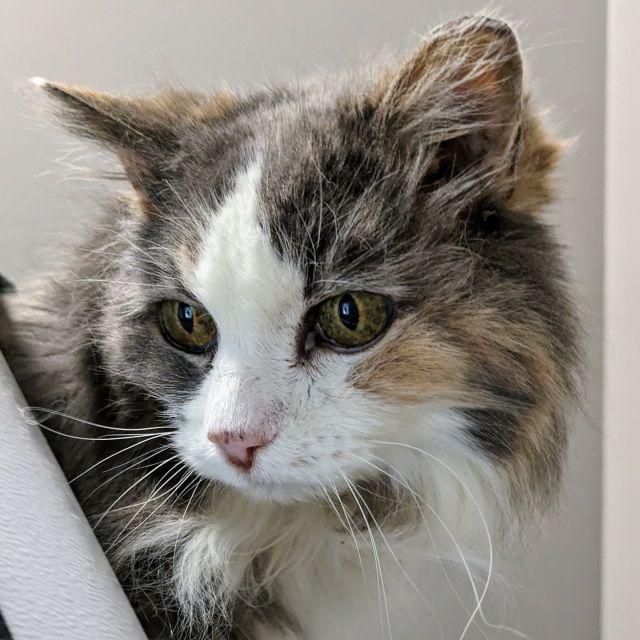 Like a reboot with the original actors—she’s back, and better than ever! 🤯⁠
⁠
When Kiki first came to Tree House, our team described her as “older than time.” We think she’s at least 15 years old, but we can’t really know for sure. 😅⁠
⁠
Due to her age and medical needs, we thought Kiki was nearing the end of her life—oh, were we wrong! 🤡😂 In her foster home, Kiki got her spark back and even gained a couple pounds. She’s now available for adoption in her golden years. 🫡💕⁠
⁠
Kiki is a “crown sleeper,” meaning she likes to sleep on your pillow like a crown on your head. 👑 It’s her way of thanking you for giving her the queen treatment she deserves! Kiki’s foster mom thinks an ideal life for Kiki is one with a cool teenager or young adult to keep her in the know. Calling all Gen-Zers and Gen-Alpha’s! 💌⁠
⁠
Learn more about Kiki at https://treehouseanimals.org/adopt/adoptable-animals/?id=52006073
