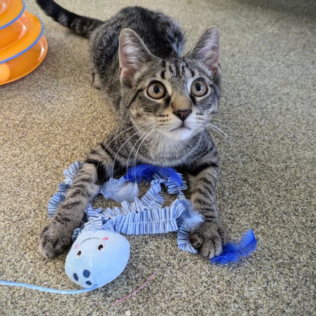 Hey north ‘burbs, we’re coming to you! 🚗⁠
⁠
We know commuting into the city can be a hassle, so we’re bringing the cats and kittens to you! 🐈️ Next Saturday, July 20 from 11 a.m. to 1 p.m., join Tree House for a special adoption event at the @petco in Glenview on 2727 Pfingsten Road—not too far off of I-294 and 94. 🚦🛣️⁠
⁠
Come on by, meet, and adopt a Tree House cat!