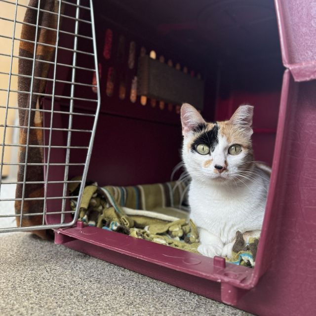 HELP! We need newspaper and cat carrier donations! 😱⁠
⁠
Cats are always on the move, in and out of our building. We use newspapers 📰 to make community cats a bit more comfortable during their TNR process, and hard-sided cat carriers 🐈️ are used to safely transport cats everywhere in between.⁠
⁠
You can find our Chewy and Amazon wish lists in our Link in Bio, to donate cat carriers from your phones! Or boost this post by commenting “HELP!” below.
