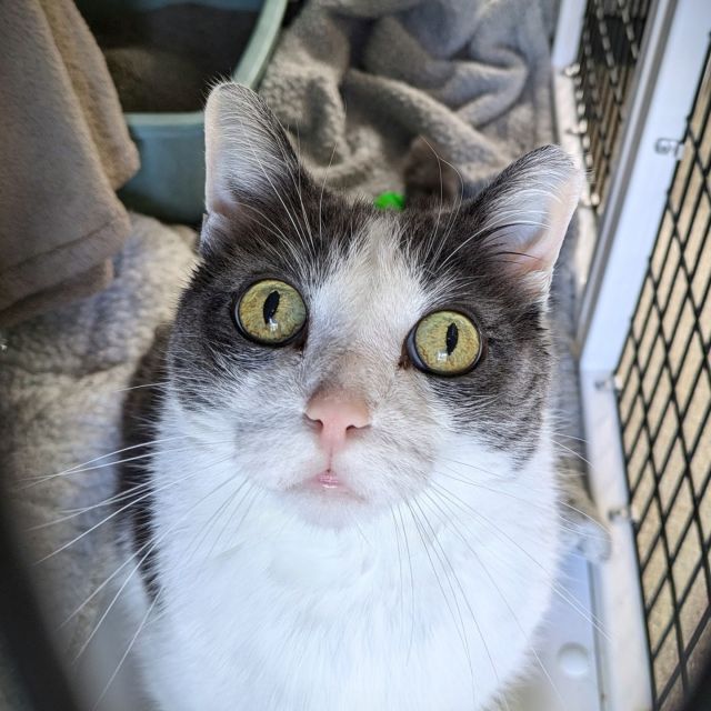 Last week, 23 Tree House cats were adopted—consider this our Jordan week! 2️⃣3️⃣ We’re dancing on the court now with Benny the Bull. 🐮🏀⁠
⁠
Nine special adult kitties got to start their Happy Ending Tails:⁠
👭 Goldspur & Satchmo⁠
🚀 Ro Laren⁠
🤪 Goofy Square⁠
🍺 Saison⁠
🧙 Merlin (A transfer kitty from @heartland_animal_shelter ❤️🤍)⁠
🌤️ Cat on a Hot Tin Roof ❤️🤍⁠
🤣 Kitty Delight⁠
🧤 Mittens ❤️🤍⁠
⁠
And congratulations to these sweet kittens for finding their new families!⁠
👭 Juhani & ChipClip⁠
👭 Caravaggio & Claude Monet⁠
🍺 Dunkel⁠
🌟 Bastila⁠
🥗 Tupperware⁠
👜 Duffel⁠
🥣 Kix⁠
🥣 Golden Grahams⁠
🥣 Cheerios⁠
🥣 Coco Puffs⁠
🐠 Rainbow Fish⁠
🐠 Koi