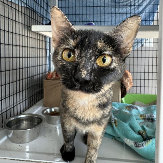 Meet Jenneting, our precious tortie who was found at our shelter's doorstep 🐾 We may not know her entire story, but someone cared enough to give her a chance at a new beginning. 🏡 She is still shy and getting familiar with her new surroundings, which results in quite some hissing. Our dedicated team works every day to gain her trust and help her come out of her shell. 🌼⁠
⁠
We're excited for the day someone wonderful steps into our shelter to whisk Jenneting away to her new home. Remember, second chances have the power to change lives, especially for kitties like Jenneting. 💖⁠
⁠
Come and meet her—you could be the Happy Ending she's waiting for.⁠
⁠
Read more: https://treehouseanimals.org/adopt/adoptable-animals/?id=56308570