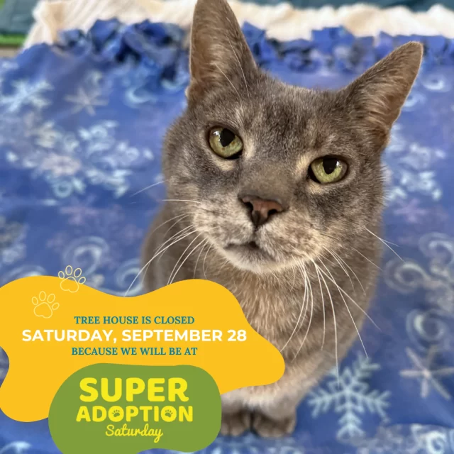 WE’RE CLOSED: SATURDAY, SEPTEMBER 28 🚪⁠
⁠
Super Adoption Saturday is here, and it calls for most of our cats and our team! That doesn’t mean you can’t adopt from Tree House on this day—we’ll be adopting out adult cats for free and kittens for just $65 at this exciting event at Lake County Fairgrounds in Grayslake. So come join us and enjoy a day of meeting super cute and totally adoptable animals! 🐈️🐕️🐇🦜⁠
⁠
We’re one of over 20 participating organizations at Super Adoption Saturday, so you’ll have your pick of the litter—literally. 😏⁠
⁠
🔗 Learn more about this exciting event, hosted by @‌chicagolandhumane, at https://chicagolandhumane.org/super-adoption-saturday/