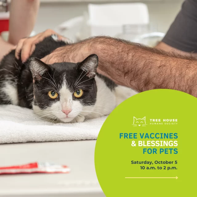 Looks like the Tree House van isn’t driving too far for the next pop-up—come to our neighborhood next Saturday for free cat and dog vaccines, as well as pet blessings! 🥰⁠
⁠
Next weekend marks the Feast Day of St. Francis of Assisi—the patron saint of animals and the environment. At our vaccine pop-up, taking place on Saturday, October 5, the church clergy of St. Paul’s Church-by-the-Lake will be offering blessings for your pets. ⛪️⁠
⁠
There will be two lines at this pop-up: 💉 one for those getting their beloved cats and dogs their vaccines, 📿 and one for those whose pets are up to date on their vaccines and want to get blessed by the clergy!⁠
⁠
🔗 For more information about the vaccine pop-up, visit https://treehouseanimals.org/vwc/community/