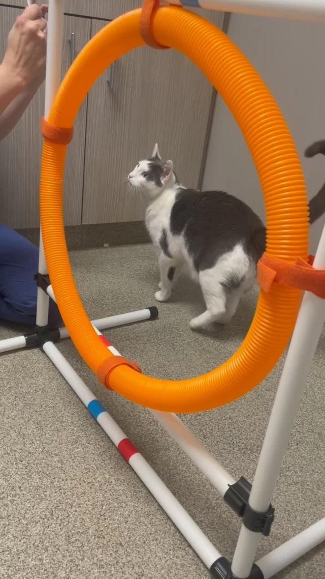 Did you know today is National Pet Tricks Day? 👀

Meet Cassius, our superstar kitty who loves to show off his tricks! He’s mastered “sit,” “touch,” and “spin,” but his latest talent is jumping through a hoop! 👏🏼

Clicker training keeps Cassius mentally stimulated while he waits for the right adopter to come find him—it has been 569 days. We love this energetic boy, and we know the right person will adore him! Could you be Cassius’ new best friend? We promise he’ll share all his new tricks with you. Learn more about Cassius at https://treehouseanimals.org/adopt/adoptable-animals/?id=52022059

#PetTricksDay #TreeHouseCats #Enrichment #ClickerTraining #Cats #Chicago