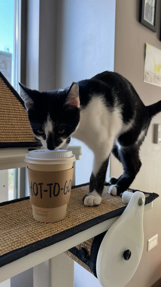 Did you know you can walk in just to grab some coffee at our cat café? ☕️🚶In the words of Chappell Roan, you can take it HOT-TO-GO! (You could also get it iced.) We’re not just selling coffee—we’ve got other delicious drinks like teas, Italian sodas, and more.

➡️ Just check out our menu online at https://treehouseanimals.org/wp-content/uploads/2024/02/Cat_Cafe-Menu_Feb_2024.pdf

⚠️ Don’t miss out on our exclusive drink specials, crafted by our talented baristas! These unique creations rotate every two weeks, so make sure to visit us regularly to taste the latest flavors. See you soon!

#TreeHouseCats #Chicago #CatCafe #HotToGo #ChappellRoan #Cafe