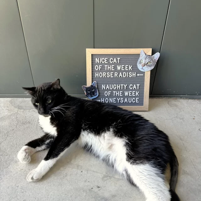 ✔️ NICE CAT OF THE WEEK: HORSERADISH 🥕⁠
⁠
He isn’t orange, but he definitely has the appetite of Garfield. Whoever adopts this boy might have to use puzzle feeders to keep him from scarfing down too much at once, but there is a blessing in disguise here. He isn’t picky, so you don’t need to worry about choosing the right flavors to appease him.⁠
⁠
❌️ NAUGHTY CAT OF THE WEEK: HONEYSAUCE 🧴⁠
⁠
We have an escape artist on our hands! Whenever we try to leave Colony 9, Honeysauce zooms out behind us. Luckily, he’s incredibly treat-motivated and sprints back into his room when you toss a treat. We're thinking he pulls these little stunts just to get more treats!