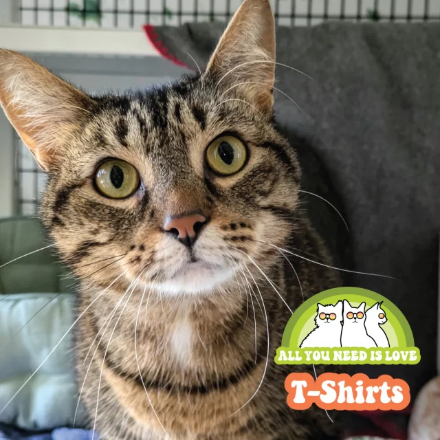 All you need is love, cats, and this limited-edition Tree House t-shirt! 🐈️⁠
⁠
Start by customizing your shirt— choose from four apparel styles and various colors. Place your order, and once the campaign ends, this limited-edition design will be printed in small batches just for you. Our top pick? The Comfort Colors Unisex Tee in Blue Jean—it's as soft as a kitten!⁠
⁠
Remember, 100% of the profits support sick, injured, and stray cats. The more you buy, the more lives we can save, together! 💪⁠
⁠
Don't wait—this special drop is only available for 21 days! 🕒⁠
⁠
🔗 http://bonfire.com/all-you-need-is-love-85