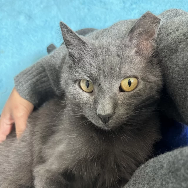 Bartholomew is the most polite cat we have ever met—just look at those eyes. 🥺 He seems almost apologetic for having your attention. We would consider this the very opposite of orange cat energy. ⁠
⁠
While he’s getting to know you, Bart is like your shadow. He stands around the corner quietly, curious about you. And once he knows you’re his safe person, he will come right into your lap for cuddles and gentle head scritches. As you spend more time with him, you find out how silly and gentle he is. 🥰⁠
⁠
This gray kitty once called the outdoors home, as you can tell by his ear tip. 🌳 Though his past remains a mystery, we know that Bart was not thriving outdoors. He's come a long way since arriving at Tree House—from a timid little kitty hiding under a blanket to an affectionate companion looking for a lap to curl up on. 💞 Bartholomew is ready for adoption directly from his foster home. Learn more about him at https://treehouseanimals.org/adopt/adoptable-animals/?id=55155179