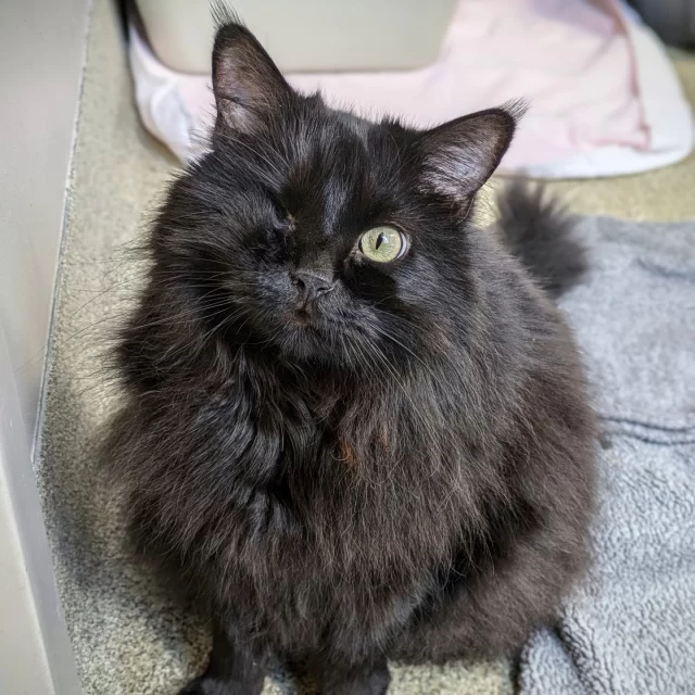 Did Gremlin just give you a wink? 😉 We think so!⁠
⁠
Just kidding. He has one eye. And it looks so cool. 😝⁠
⁠
Gremlin came to Tree House’s adoption floor from foster care just in time for spooky season. 🎃 He has the name, the eye, and the floofy black fur—he’s PERFECT for Halloween or any time of year. It’s a chill time hanging around him, too, because he’s so mellow and laidback. Perhaps he scares off all the bad juju that might be lurking around. 🔮⁠
⁠
We hope you’ve got your eye on Gremlin, because he sure has his eye on you. 👁️‍🗨️⁠
⁠
Gremlin lives in Condo 5 on our adoption floor, so come on by anytime Wednesday through Sunday from 12 to 6 p.m. to meet him! Learn more about Gremlin and how you can adopt him at https://treehouseanimals.org/adopt/adoptable-animals/?id=41062500