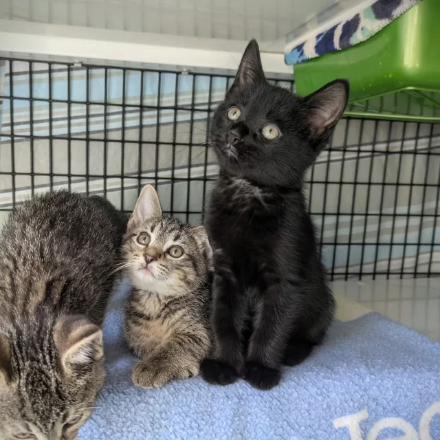 Twenty Tree House cats were adopted last week, including Houndstooth—our brave kitten who fought (and won) his battle against panleukopenia. Swipe all the way to the end to see him in our isolation ward! 🩺⁠
⁠
Netflix (former mama cat) got adopted with Lolo, a kitten who was born outdoors and took a little time getting used to humans. We’re so glad to know they’ll keep each other company in their Happy Ending. 💞⁠
⁠
Six other adult cats started their new adventures:⁠
😎 Kairi⁠
👁️ Gremlin⁠
🚀 Cardassian⁠
🦞 Crawfish Boil⁠
❄️ Snow⁠
🤣 LOL⁠
⁠
And 11 other kittens all went to homes that already have feline siblings waiting to play!⁠
🚗 Honda Days⁠
🚗 Toyotathon⁠
👨‍⚕️ Dr. Dre⁠
🧼 Dr. Bronner⁠
👟 Dr. Scholl⁠
👢 Doc Marten⁠
👧 Gorgeous Girl⁠
🐱 Neko Case⁠
🧜‍♀️ Little Purrmaid⁠
🏈 Heisman⁠
⛵️ Ragnar