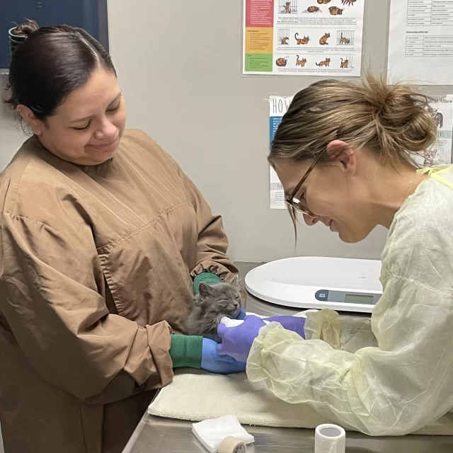 A veterinary technician is the equivalent of a human nurse, and they wear many hats throughout the day! They draw blood and vaccinate, interpret microscopic findings, assist in surgery, take X-rays, and, most importantly, provide compassionate care for dozens of animals every day. 🩺⁠
⁠
This year, as we celebrate National Veterinary Technician Week, we want to express our heartfelt gratitude to all the amazing individuals working in shelter and veterinary medicine. Your dedication and hard work have been instrumental in ensuring the health and well-being of all the cats and dogs in our care. 🐈️🐕️⁠
⁠
Bryn, Veterinary Technician⁠
Hannah, Veterinary Technician⁠
William, Veterinary Technician⁠
Camden, Clinic Assistant⁠
Joe, Operations Technician⁠
Em, Client Service Coordinator⁠
Natalie, Client Service Coordinator⁠
Victoria, Surgical Assistant⁠
Alena, Shelter Medicine Coordinator⁠
Dani, Veterinary Technician Supervisor⁠
Maddie, Veterinary Wellness Center Manager⁠
Cortney, Shelter Medicine Manager⁠
Michael, Director of Veterinary Services⁠
Dr. Foose, Shelter Veterinarian