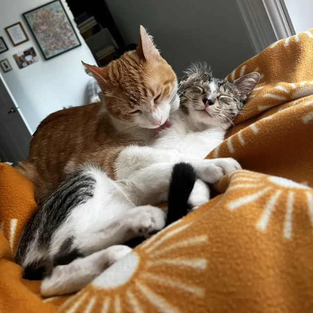 Meet Henry and Benji—Tree House alums turned two peas in one pod! 🐱⁠
⁠
Back in 2022, Henry found his Happy Ending and left the Tree House for a bright future in a new home. 🏡 Fast forward to this past summer, Benji joined the party and found himself following Henry’s path. 🎉 From Tree House to their house, these two together have found perfect harmony.⁠
⁠
Whether it’s playtime or nap time, Henry and Benji like to cozy up and stay close! 💤🧶 Henry always makes sure Benji is taken care of, and Benji helps keep Henry’s youthful spirit engaged.⁠
⁠
Got a dynamic duo of your own from Tree House? Let’s us know how your furry family members are getting along these days! 📧