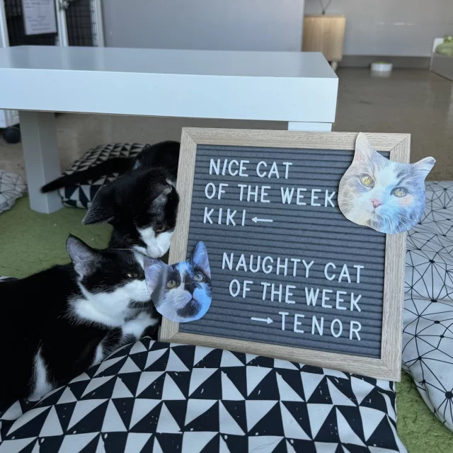 NICE CAT OF THE WEEK: Kiki ✅️👍️⁠
⁠
Our golden girl is also the most gorgeous queen you have ever seen. We heard from her foster that she likes to make you feel like royalty by sleeping on your pillow like a crown on your head at night. 👑⁠
⁠
NAUGHTY CAT OF THE WEEK: Tenor ❌️👎️⁠
⁠
We didn’t know our Cat Café would double as a barbershop when Tenor joined the crew. This tuxedo kitten will make you look as dapper as he looks when he starts chewing on your hair. We’re kidding. But we know he’s trying his best. 💈⁠
⁠
☕️➡️ Make an appointment at https://treehouseanimals.org/cafe/ to hang out with our three café kittens. And consider tying your hair back before you come in.