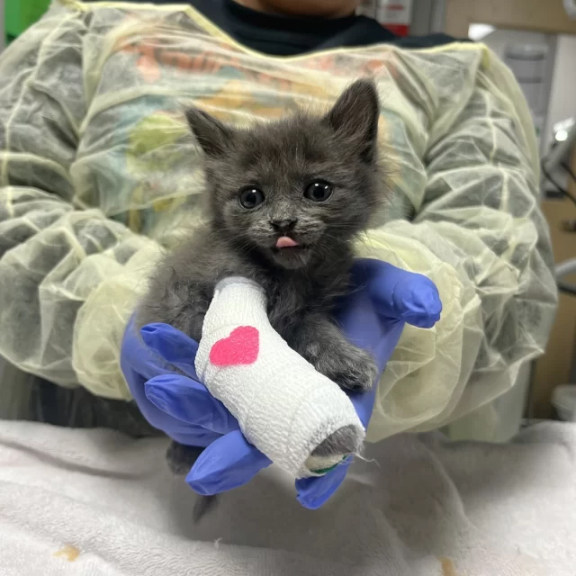 Would you get a load of these Cast Cuties?! 🦵⁉️⁠
⁠
Tiny baby, Mrs. Pepper, has a splint (made with a popsicle stick) for her broken limb. And Marshall—who we picked up from Chicago Animal Care and Control—has got a Manuka honey (known for its antimicrobial properties) wrap on to protect and heal the traumatic injury to his armpit. ⁠
⁠
Talk about a sweet recovery! 🍯⁠