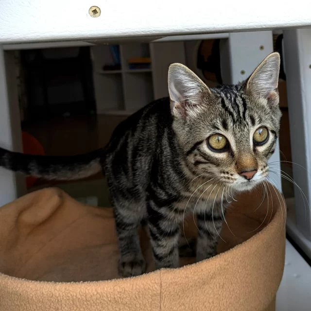 NEW CAFE KITTEN ALERT! ☕️🐈️⁠
⁠
Cool Kid just joined the crew in our Cat Café playroom, and he’s making progress getting to know his roommates, brothers Bass and Tenor. This classic tabby has got a ton of energy, so we know he’ll have fun with his new friends. Make your latte a double shot when you come to the playroom and meet Cool Kid. Not only is he super sweet, but he’s also super energetic! 💥⁠
⁠
❕️ All three café kittens have the feline leukemia virus, but it definitely doesn’t stop them from zooming around the playroom. It just means they can only live with other FeLV+ cats. Cool Kid is available for adoption, and he would love to go into a home with another FeLV+ cat to play with. Learn more about him at https://treehouseanimals.org/adopt/adoptable-animals/?id=56407085⁠
⁠
👉️ To make an appointment for the Cat Café playroom, visit https://treehouseanimals.org/cafe/