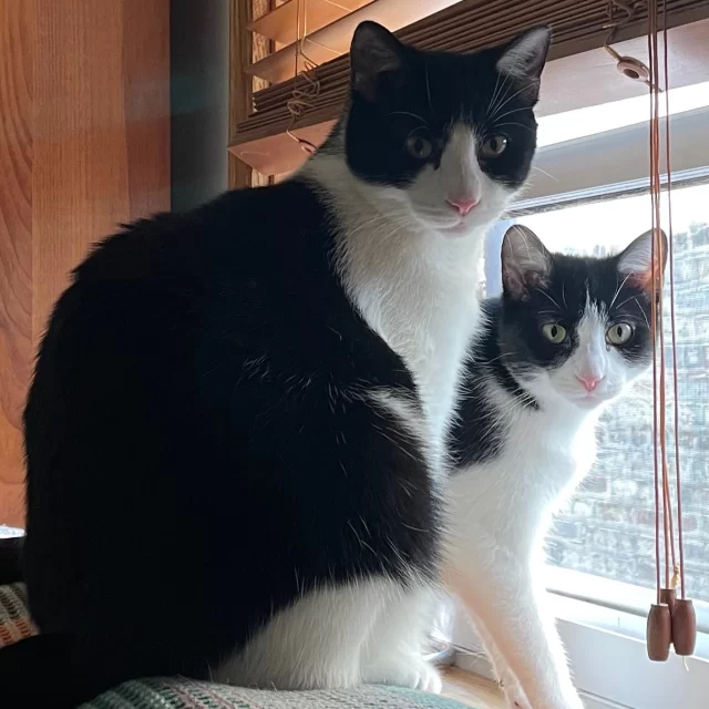 Chess and Othello have had a lengthier journey with us than most kittens. ⛰️ ⁠
⁠
Last winter, they were diagnosed with a ringworm infection along with their mom and other siblings. In the isolation ward, these two shared a cage so that they wouldn’t be lonely as they went through treatment together. 🩺⁠
⁠
After weeks in ringworm treatment, they became closely bonded and went up to the adoption floor together, where they spent weeks waiting for someone to take them home. They did eventually get adopted, but this part of their story only lasted a few months. They returned to our adoption floor in the summer, waiting once more. 🕰️⁠
⁠
In August they began a new Happy Ending, and it seems to be going great! Their new names are now Emmylou and Louis. Emmylou is super playful and loves all toys, while her brother Louis has a select few favorites. When their new dad found that they had an interest in plants, he grew them cat-safe grass that they happily attack! 🌱⁠
⁠
While they’ve climbed some mountains, we’re greatly comforted in knowing that they went through every adventure they have been on—together. 🧑‍🤝‍🧑