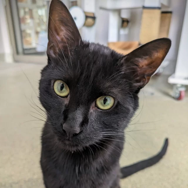 Calling all witches and wizards seeking a familiar! 🧙🧙‍♀️⁠
⁠
On this National Black Cat Day, we're shining a spotlight on some of our magical, adoptable black cats — Osito, Leah, and Lemon Wedge. They're perfect companions for any magic enthusiast! 🐈️⁠
⁠
Meet Osito, a clever kitty who's been with us for over 600 days. He's full of energy and loves playtime to keep his big brain busy. The only thing unlucky about Osito is the wait for his Happy Ending! 🕰️⁠
⁠
If you're an introvert, Leah is your kindred spirit. She's a sweet and sensitive soul who'll follow you around for affection but retreats to a quiet place when guests arrive. She's waiting patiently for an owner who matches her calm, quiet demeanor. 🧸⁠
⁠
This spooky season, Lemon Wedge is honing her silly, spooky skills—she even tried out a mummy costume by unraveling a roll of toilet paper! Bond with her using wand toys and Churu treats, and enjoy her famous "elevator butt" when you give her a good back scritch! 🧻🎃⁠
⁠
Do you think black cats are lucky or unlucky? Let us know in the comments! 👇️⁠
⁠
Adopt a black cat today and experience the magic firsthand! 🔮 https://treehouseanimals.org/adopt/adoptable-animals/