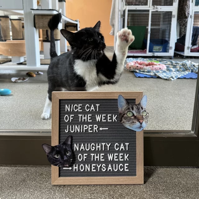 NICE CAT OF THE WEEK: Juniper ✅️👍️😄⁠
⁠
She may be a queen, but she’s no diva. Juniper’s been so good at taking her thyroid medication in a pill pocket treat. We’re so grateful she prioritizes her health. We should all be taking notes from Miss Juni. 📓⁠
⁠
🔗 https://treehouseanimals.org/adopt/adoptable-animals/?id=56367392⁠
⁠
NAUGHTY CAT OF THE WEEK: Honeysauce ❌️👎️😂⁠
⁠
A cat who was so naughty, we nominated him twice! We are begging for someone to come get this Houdini of a cat off of our adoption floor! We swear he is trying to escape from his room just to get to his Happy Ending, but someone has to adopt him first. If you come for Honeysauce, make sure to bring A LOT of treats. 🍗⁠
⁠
🔗 https://treehouseanimals.org/adopt/adoptable-animals/?id=56581038