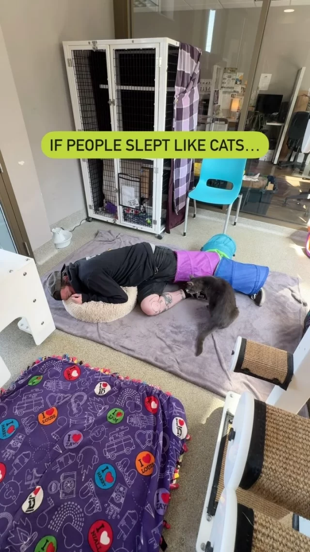 If people slept like cats… Well, first of all, nothing would get done. Second of all, the workplace hazards would be crazy.

#TreeHouseCats #Cats #Workplace #Shelter #Animals