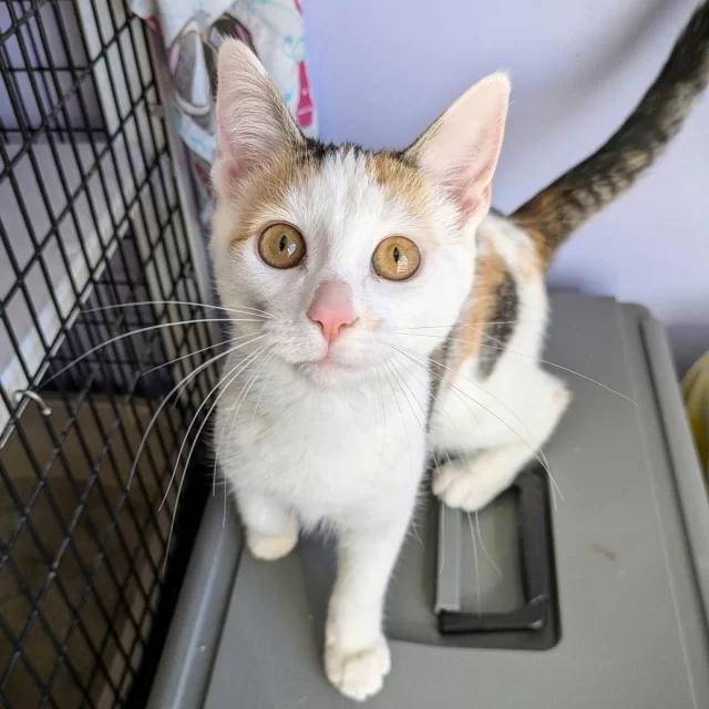 Sixteen #TreeHouseCats were adopted last week! 🥳⁠
⁠
Six of them were adult cats, including long-stay mama cat to this summer’s ABBA litter, Mama Mia! May this Dancing Queen have the best adventure in her new home.⁠
🕺 Mama Mia⁠
🍎 Paula Red⁠
☝️ Marshall⁠
🌾 Hawley⁠
👁️ Trish⁠
🦋 Monarch⁠
⁠
Ten kittens went home as well, including shy cat Lemon Wedge. We can’t wait to hear all about how she’s doing in her new home.⁠
🧑‍🤝‍🧑 North Pacific & South Pacific⁠
🌊 Indian Ocean⁠
✍️ Wordle⁠
✍️ Spelling Bee⁠
🥑 Salsa⁠
🥑 Chips⁠
🍋 Lemon Wedge⁠
🩺 Meredith⁠
🐦️ Ostrich