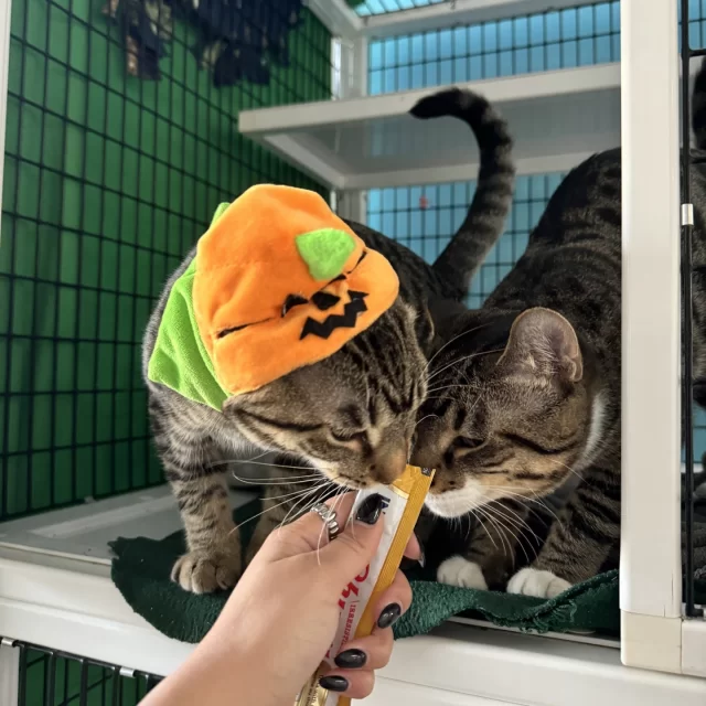 Look who’s dressed up for Halloween at Tree House!⁠
⁠
🎃 Mallard and Macaw enjoy some Churu and don a pumpkin hat to celebrate kicking pneumonia’s butt!⁠
⁠
👨‍🎤 Cassius is rocking a punky hairdo.⁠
⁠
🦁 Elliot’s as brave as a lion.⁠
⁠
⛵️ Kelpie’s as sweet as a sailor.⁠
⁠
👔 Samson's looking preppy.⁠
⁠
👨‍🍳 And Ignatius is ready to whip up some biscuits!⁠
⁠
Come on up to our adoption floor, Wednesdays through Sundays from 12 a.m. to 6 p.m., to meet these cuties!