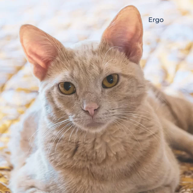 Ergo’s foster dad quickly noticed something unusual in the way Ergo walked. He also realized the little tabby would not use his legs to jump. Radiographs that revealed that, despite his young age, Ergo’s knees were causing him severe discomfort. 😢🦵💥⁠
⁠
Because of Tree House friends like you, 🤗 Ergo was able to receive corrective surgery and in addition to the physical transformation in his legs, he has experienced an amazing emotional transformation as well. This once shy cat is now incredibly affectionate and loves people. He started his Happy Ending when he was adopted earlier this fall, just in time for the holidays. 🎁❄️⁠
⁠
Right now, more cats are waiting at Tree House for their chance to thrive. What holiday gift could be more meaningful than changing their lives too?⁠
🙏 Please make your Lights of Love tribute gift for the cats today: https://donate.treehouseanimals.org/campaign/620490/donate