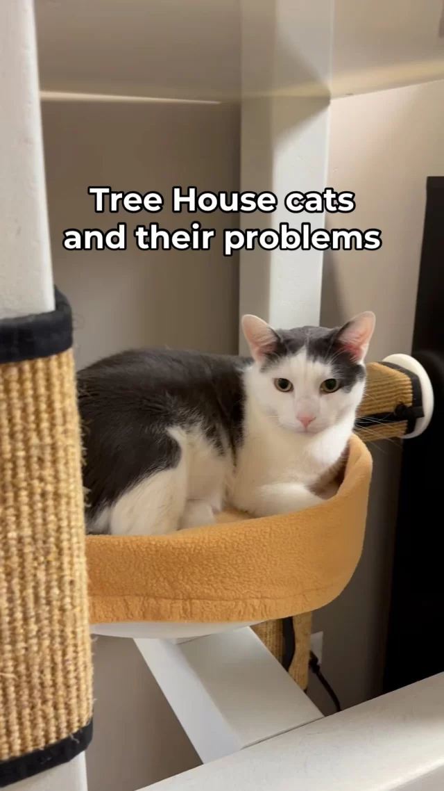 Who are these #TreeHouseCats and what’s their deal? We’ll spill the tea on what these cats’ problems are.

#Adopt #Chicago #Problems #ShelterCats