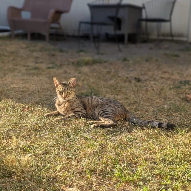 This Happy Ending Tail takes place outside, where this cat thrives best. 🌤️🏙️⁠
⁠
Griffin, formerly known as Maroon, was transferred to Tree House from Chicago Animal Care and Control. He spent several weeks in our isolation ward recovering from a ringworm infection, where it was very obvious that he didn’t quite like being indoors in close proximity to people. This made him an unlikely candidate for the traditional shelter to couch adoption. Therefore, Griffin took a less-traditional pathway out of the shelter—he joined our Cats At Work Program. 🐈️⁠
⁠
Since his release into an outdoor colony, Griffin has been thriving! He was placed with another cat like him, named Frankie, who had come from Anti-Cruelty. The two of them are now playmates who are happy to be in their caretaker’s yard. Their caretaker reports that Griffin loves treats (and asking for them). He gets to use his agile skills to jump and climb tall fences to find places to bask in the sunlight. The best part? He gets to do all of this with his friend Frankie by his side. 🧑‍🤝‍🧑