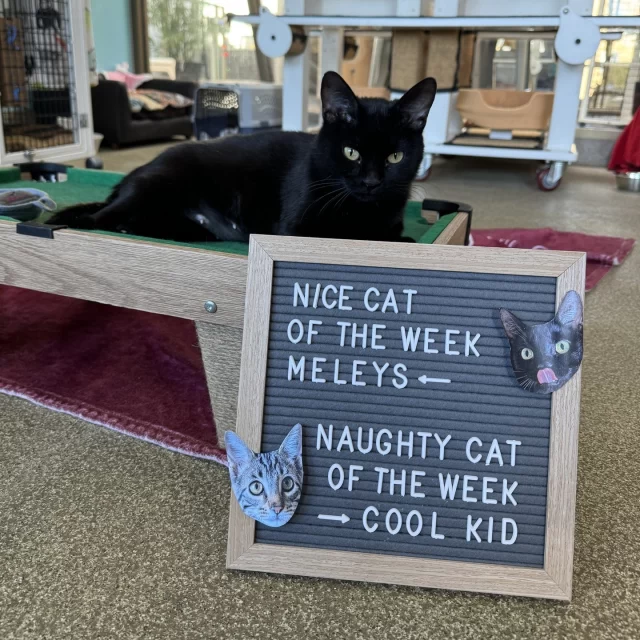 NICE CAT OF THE WEEK: Meleys ✅️👍️⁠
⁠
Named after Princess Rhaenys' dragon, you would expect Meleys to be fearsome and commanding. 🐉 But she’s actually the sweetest and most affectionate kitty you’ve ever met! 🥺 Come on up to Colony 2 for head butts and purrs from Meleys.⁠
⁠
NAUGHTY CAT OF THE WEEK: Cool Kid ❌️👎️⁠
⁠
We all know the coolest kid in school was also the biggest clown. 🤡 So we weren’t surprised with any of Cool Kid’s shenanigans.