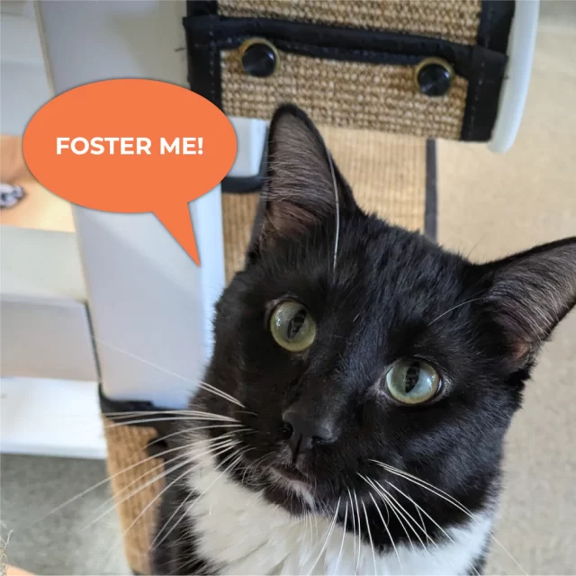 When you foster a Tree House cat, you save two (or more) lives! How does this math work? ➕️🧮❔️⁠
⁠
Tree House is a managed admissions shelter, meaning we only intake the cats for which we know we have the capacity. This allows us to provide exceptional care for our cats and ensures we have the resources they need. One of these resources is space: when space in an isolation ward or the adoption floor opens up, we can help even more cats in need. You can help us expand our space by fostering. 🙋⁠
⁠
What exactly is fostering? 🐈️🚶‍♂️⁠
⁠
Fostering is volunteering from the comfort of your home!* 🏘️ When you foster a Tree House cat, you have an entire team of dedicated staff here to help you from start to finish. Every cat is unique, and our team—from support staff and veterinarians to our experienced Behavior Specialist—will provide support and guidance to help you help your foster cat thrive. 🤝 Plus, Tree House provides supplies, such as food and medicine, along with individual demonstrations and seasonal training opportunities to ensure you're fully prepared!⁠
⁠
➡️ We welcome people of all experience levels to join our team of fosters. All you need is a desire to help and a can-do CATtitude! If you're ready to start a conversation about fostering with us, apply at https://treehouseanimals.org/engage/volunteer/foster/