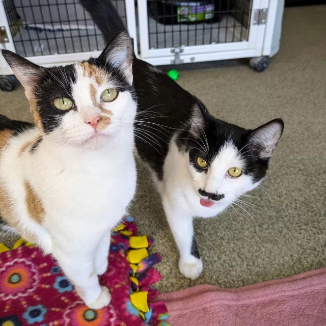 Most bonded pairs have been together since birth or since they were adopted into the same family. Crochet and Een’s story, however, began when they met at Tree House this September. 🌳📖⁠
⁠
Een came to Tree House as an older kitten in mid-summer, and was fearful of people. 🤕 After spending the rest of the summer in foster care and becoming more comfortable socializing with people, Een joined our adoption program. She was placed in Colony 5 where Crochet was, in the hopes that these two might get along. 🥺⁠
⁠
Crochet is a quiet calico kitty whose sweet and curious nature emerged slowly but surely as our team gained her trust with treats and toys. 🎣 When the two met, Een quickly became friends with Crochet, following her lead whenever visitors came to the adoption floor. Our behavior team determined that Crochet was a perfect “helper cat” for Een—more confident and outgoing, she showed the shyer kitty that humans aren’t so bad! 🥰 Ever since they bonded in September, we knew they had to go home together.⁠
⁠
When you visit Crochet and Een, you might think they’ve been sisters since birth, given how snuggly are together. 💞 In their case, the best family is the one they found. We can’t wait for them to begin a new Happy Ending together. 🔗 If you’re interested in adopting this sweet pair, visit https://treehouseanimals.org/adopt/adoptable-animals/ to learn more about them!