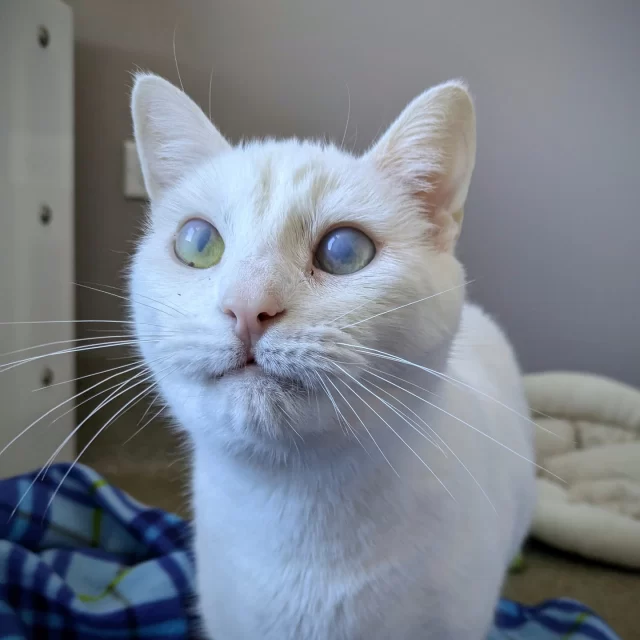 Did you know only 17-22% of all-white cats with non-blue eyes are deaf? (And 65-85% of all-white cats with blue eyes are deaf.) It’s a hereditary thing! Tree House cat, Mashumaro, is no exception. 🔈️⁠
⁠
And right about now would probably be a good time to tell you that she’s also mostly blind, now that you’ve seen her cloudy eyes. ☁️ But this cutie can see some light and shadows. How do we know this? She loves sparkly toys! (P.S. blindness is NOT a hereditary thing for white cats with blue eyes.)⁠
⁠
Mashumaro is about five years old, and she’s definitely a laid-back girl. She is looking for a calm, peaceful home where she can bask in patches of sunlight. ☀️ Since it takes a little more time for her to get to know people—which she can do through smell, touch, and seeing shadows—she loves it when people are patient and gentle with her. Once she gets to know you, she’ll come find you and snuggle up in your lap. 💗⁠
⁠
Are you looking for a cool kitty to hang out with you through your day-to-day routine? Come meet Mashumaro at Tree House!⁠
⁠
🔗 https://treehouseanimals.org/adopt/adoptable-animals/?id=56553830