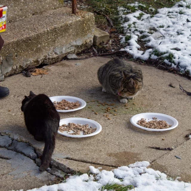 It’s starting to get chilly outside—prepare community cats in your area for Chicago winters! ❄️⁠
⁠
We’re selling outdoor cat shelters for $25 (plus tax) at our retail store located on the first floor of our shelter. Because they’re made with love and care by our volunteers, we are able to sell them at the cost of the supplies! 🫶 They’re insulated on all six sides with foam, and have straw for nesting inside. These simple shelters can save an outdoor cat’s life by providing a warm, dry sanctuary, shielded from the elements. 🧡⁠
⁠
For additional comfort, you can purchase extra straw, heated water bowls, and heating pads at our store. ☀️