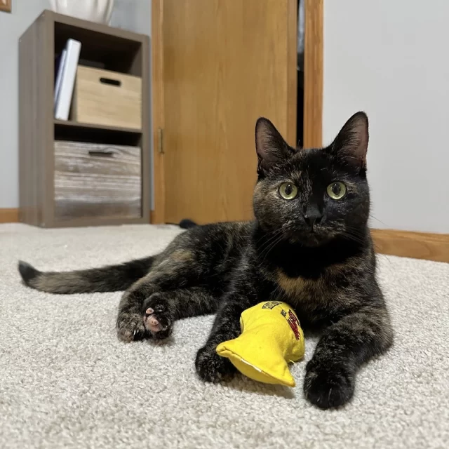 “Brownie the Clownie” is all games and tricks with her zoomies and sneak attacks! 🤡⁠
⁠
According to her adopter, people could be walking around the home, “and the next thing we know, Brownie will run up, slap the back of their legs, and then run away like she’s playing a joke on them.” 🤣 This tortie also loves to play fetch. When the ball is thrown, she’ll dash right after it! 🏃‍♀️ She won’t bring it back, though, but that’s okay—no one went over the rules with her. You would be shocked to learn that this kitty—full of energy and “tortitude”—is almost ten years old!⁠
⁠
Brownie came to Tree House for the first time in spring of 2022. She got adopted (and returned) twice over the next year and a half, because she could get overwhelmed pretty quickly and act spicy in response. 🌶️ What she needed was the right pawrent who could read Brownie’s body language and give her the attention or space that she needed in that moment. She was finally adopted into her current home two days before Christmas last year, which was the best gift we could ask for! 🎁🎄⁠
⁠
Brownie’s pawrent reports that although Brownie can get overwhelmed at times, “it’s nothing a pet and a little pep talk can’t fix. Brownie just needs her to sit down and talk it out.” We bet some people can definitely relate to that! We sometimes just need a hug and heart-to-heart, too. 🤗⁠
⁠
The best #HappyEndingTails are the ones where previously-misunderstood kitties get spoiled with all the adoration, playtime, and cuddles they deserve. 🥺 Our adopters are the heroes these babies needed, and we can’t wait to hear more amazing adoption stories! Do you have a cat who needed to meet a few people before they found you? Tell us their story in the comments! 👇️