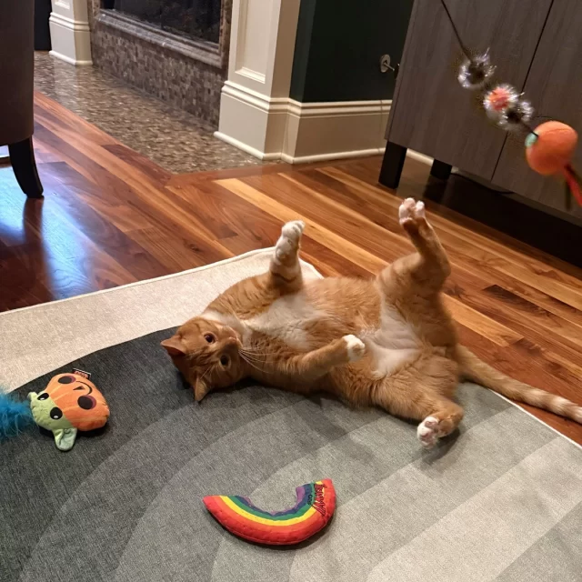 Soft, orange, and oh-so-sweet—(Mr. Butterscotch) Puddin is a dreamsicle come true! 🧡🍊 Formerly known as Huey, this handsome ball of fluff has officially claimed his new home as his own, turning it into a royal palace (with plenty of room for cat naps, of course). Since his days at Tree House, Puddin has been living his best A-list kitty life, and now he's starring in his very own Happy Ending Tail.⁠
⁠
When he’s not busy striking Insta-worthy poses on his cat tower and condo (we see you, diva 😎), Puddin is channeling his inner superhero, zooming after wand toys with the speed of The Flash. ⚡ His family tells us this little guy knows exactly how to keep things purrfectly entertaining, all while looking cuter than a button. 😻⁠
⁠
Puddin is living the dream, and we’re here for it! ✨ His new family is beyond grateful to have him make their house a home and can’t imagine life without him. Here's to a beautiful future ahead, full of endless cuddles, catnip, and all the love this sweet boy deserves! 🎊