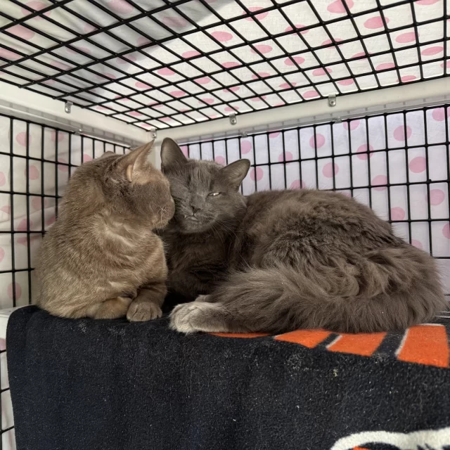 Meet Tatsu and Miyamoto. This might be your second time meeting them, though—they’ve been residents of Tree House before! 🔂⁠
⁠
In May 2021, these boys were rescued from a hoarding situation, which can be a tough transition for some cats. It took them a while to warm up to our team, but definitely not without one another! 👬 Tatsu and Miyamoto were best buddies, attached to each other, and determined to be Better Together. That fall, the two were adopted together into a new home. Their pawrent described the two to be “lovers and friends.” They explained, “Tatsu and Miyamoto are so funny together. I catch them cuddling, and they annoy each other, too, on purpose. They’re very loving and open up more and more every day.” 💕⁠
⁠
Three years later, their owner made the difficult decision to bring the boys back to Tree House due to personal circumstances. Some Happy Endings have a few extra chapters, and that’s okay! 📖 Tatsu and Miyamoto are in Colony 5, ready for adoption. For this next chapter, we would love for them to continue their story together, and we can’t wait to see what’s next.⁠
⁠
👉️ Read more about them on our website: https://treehouseanimals.org/adopt/adoptable-animals/