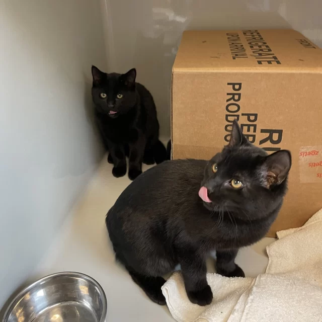 Someone share their skincare regimen, quickly! 😫 Romaine and Escarole have a treatable skin infection and need a couple of extra steps in their self-care routine. 🧖💅⁠
⁠
We’re looking for volunteers who can foster kitties like Romaine and Escarole as they heal from a ringworm infection since we know medical treatment in the comfort of a home can super-boost anyone’s health! So, what is ringworm, and how do you treat it in cats?⁠
⁠
Ringworm is a fungal infection of the skin— it's NOT caused by any worms! ❌️ If you’ve worn slides in the locker room showers to prevent fungal infections on your feet, you’ll know exactly what we mean. 🚿😬⁠
⁠
Foster cats with skin conditions like ringworms need their own room in the home that can easily be sanitized (for example, a bathroom or utility room with tile or wood flooring). These cats take oral medicine everyday to help clear the infection from the inside out. While they wait for their skin to clear up, these kitties will still love on you and play the same—but with some added PPE to keep everything super clean. 🧼⁠
⁠
Got any questions about fostering cats with skin care needs? Our team would love to answer them. Email us at foster@treehouseanimals.org if you’re interested.