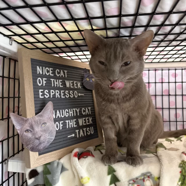 NICE CAT OF THE WEEK: Espresso ✔️👍️⁠
⁠
Are you seeing these happy drools? 🤤 Someone just got her fur brushed, and she LOVES it!⁠
⁠
NAUGHTY CAT OF THE WEEK: Tatsu ❌️👎️⁠
⁠
This shy guy waits at the door waving his tail for your attention… until you walk in. Then he darts away. But as you’re leaving, he comes out to sniff you. He’s giving mixed signals —like that guy from the dating app. 😑📲⁠
⁠
Espresso and Tatsu (along with his bonded brother, Miyamoto) are both available for adoption, with their adoption fees all completely waived this week, thanks to @‌bissellpets!