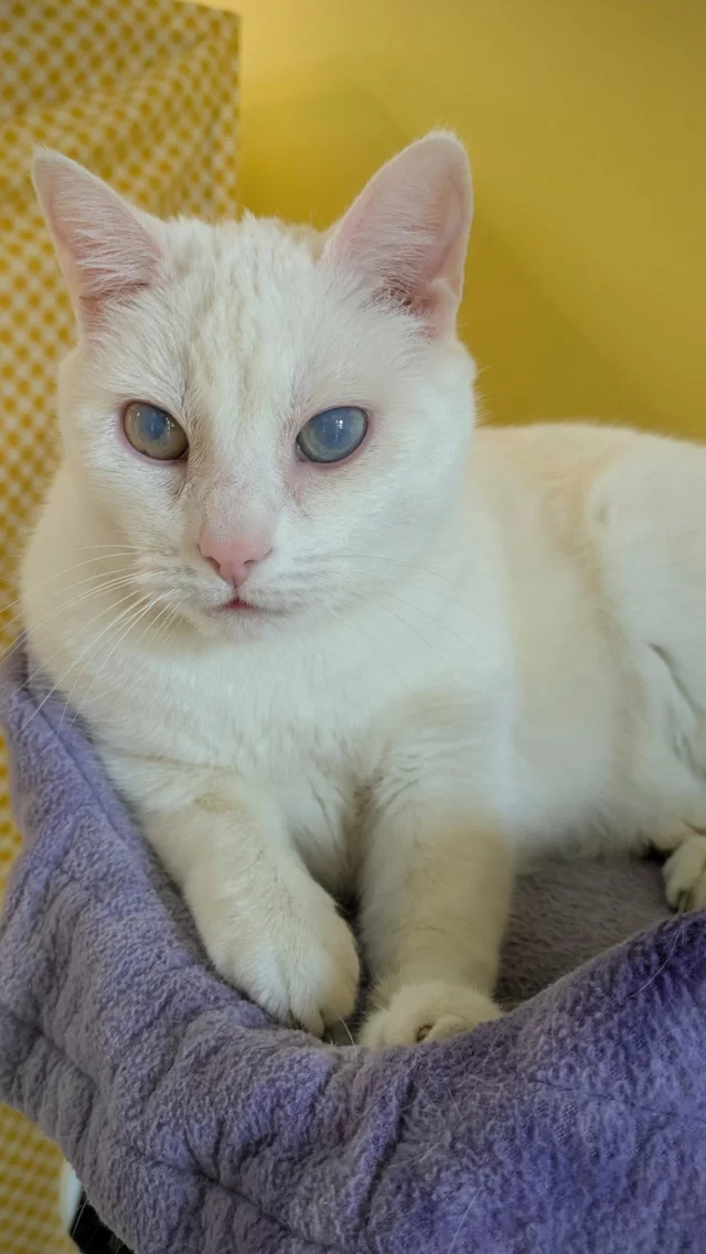 This gal is “mostly blind”—what does that mean? 🤔

Mashumaro can see light and shadows, so she can see sparkly toys shining in the sunlight and the shadowy silhouettes of Tree House team members in the hallway.

Due to her limited sight and total deafness, we’ve had to get creative in playing with this cutie. Cat care tech Elizabeth recently discovered that Mashumaro loves to play peek-a-boo! 👻 Standing in the hall outside of colony, Elizabeth will hide behind the wall and pop out in front of the window. Mashumaro will run back and forth between the window and the door to see Elizabeth on the other side of the wall!

🔗 Interested in playing peek-a-boo with Mashumaro in your own home? She’s available for adoption! Read more about her at https://treehouseanimals.org/adopt/adoptable-animals/?id=56553830

#TreeHouseCats #BlindCat #DeafCat #Blind #Deaf #Chicago #Adopt #ShelterCats