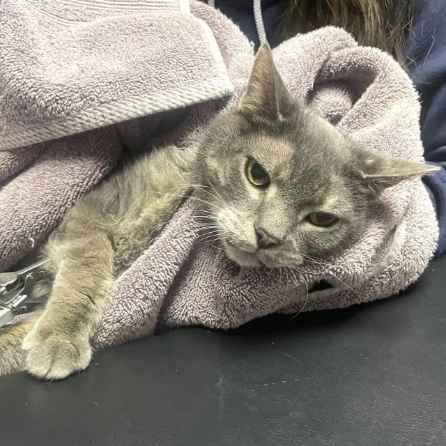 We would like to share that our beloved Nelson, whom you’ve watched evolve at Tree House over 2024, has some new developments in his ongoing care. 💚🐈️⁠
⁠
This 14-year-old gray tabby originally came to Tree House as a stray in 2018, and was adopted. In January, he returned to us after his owner had sadly passed away. 😢 Nelson was then put on a weight loss diet, as he weighed a whopping 18 lbs. ⚖️⁠
⁠
His new chapter at Tree House transformed him from aloof and touch-sensitive to a snuggly lap cat, especially after he had a stay in a foster home over the summer. He also lost a healthy amount of weight over the months, and now weighs a little over 11 lbs. 💪 He’s won over the hearts of so many team members at Tree House as he’s waited patiently for adoption.⁠
⁠
Recently, Nelson was found to have a heart murmur, which required further testing. 🩺 MOVES Chicago performed an echocardiogram on site, and the ultrasound revealed a diagnosis of serious heart disease. Our shelter veterinarian Dr. Foose has started Nelson on a new medication to help him live a longer, healthier life.⁠
⁠
We’ll need some time to see how Nelson is doing on his new medication before we re-evaluate his path forward: adoption or foster hospice. 🧡 We thank everybody who has cheered Nelson on over the year, and we’ll report back on his progress soon.