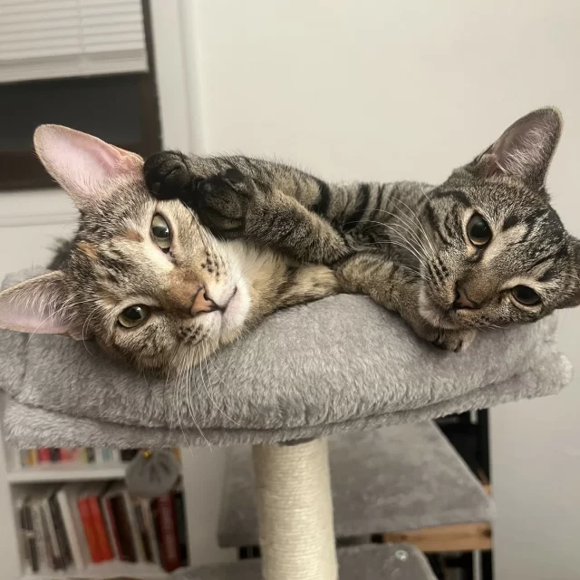 Widget’s Happy Ending Tail had a few bumps in the road, including the tragic loss of her sister, before she met Briefcase. Now, the two of them are adoptive sisters who love to cuddle and run around the house together! 👯‍♀️⁠
⁠
Widget and her nearly-identical twin sister Daizy came to Tree House as stray kittens this past spring. They were adopted not long after, but in August they were returned as adults. As a #BetterTogether bonded pair, Daizy was the shyer cat and Widget was her more confident helper cat, who let Daizy know that humans were good company! 👩‍❤️‍👩 They were adopted that month by their current family. Heartbreakingly, Daizy passed away not long after from pneumonia. 💔⁠
⁠
Once they had recovered from the loss of Daizy, the family returned to Tree House’s adoption floor in the fall to find a new companion for Widget. 🤞 They met Briefcase, a cat with similar beginnings as Widget and Daizy. She, too, came to Tree House this past spring as a stray kitten! 😮 But due to her shyness, Briefcase stayed in foster for several months to learn how to socialize with people. Her adoption requirement was that she went to a home that had a confident and friendly helper cat to be friends with. Widget was a perfect match for her! ✔️⁠
⁠
Now sisters, Widget and Briefcase are getting along swimmingly! 🥺 Widget has shown Briefcase how to hang out with their human family members. Briefcase is learning slowly how to accept pets, and that’s okay—it will take time for some kitties like her. We are thrilled that Briefcase and Widget, Tree House cats who unknowingly passed each other in the halls, found a loving and patient family—and each other—in the end. 💞