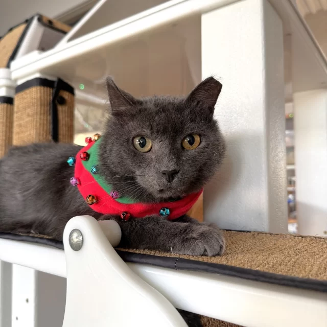 During our #EmptyTheShelters earlier this month, 26 adult #TreeHouseCats were adopted with their fees waived, thanks to @‌bissellpets! We have been overjoyed knowing these kitties got the best gift a shelter cat could ask for this holiday season. 🎁 Even Bartholomew watched from his colony window as adopters carried off their new fur babies in their carriers. 🥺⁠
⁠
This gray fella has been at Tree House for exactly 11 months, today. He has observed every holiday here from Valentine’s Day through Thanksgiving, and he’s about to spend Christmas and the New Year at Tree House as well. 🎄🎇 As much as we’d love to receive snuggles from Bart this winter, we bet the best lap he could curl up on is with the right adopter.⁠
⁠
So you might be wondering, why is Bart still at Tree House despite being the most gentle, sweet, and loving boy we have ever met? He has a few special needs, and he’ll need to go to a home that can support them. We can’t wait for him to meet that special human being. That would be his holiday wish. 🌠⁠
⁠
🌟 Learn more about Bartholomew: https://treehouseanimals.org/adopt/adoptable-animals/?id=55155179