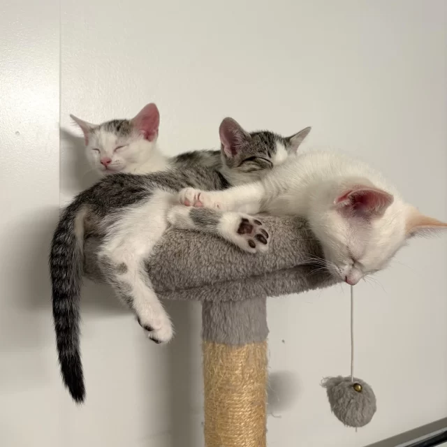 Nineteen #TreeHouseCats were adopted during our last week of #EmptyTheShelters, made possible by @‌bissellpets. Our adoption fees for adult cats were completely waived, allowing 14 adult cats to go home with one less barrier. 🏘️ Adult cats often find it harder to find their #HappyEndingTails, especially as they get older. And that’s why we’re so excited to share that 19-year-old Kari was adopted! 💞 Swipe to the end see a picture of her and her adopter. Good luck to these adult kitties who got to be babies once again in their new homes:⁠
🧑‍🤝‍🧑 Tatsu & Miyamoto⁠
☕️ Espresso⁠
🐲 Meleys⁠
😏 Kari⁠
🐭 Mouse King⁠
🐐 Krampus⁠
🦇 Katherine Gray⁠
🗻 Bilbo⁠
😋 Spiffy⁠
🚧 Bulldozers⁠
🍲 Matzah⁠
👖 Denim Chicken⁠
🤠 Jables⁠
⁠
And we’re also so happy to see these five kittens go home:⁠
🧑‍🤝‍🧑 Strawberry Shortcake & Raspberry Tart⁠
🗞️ Pamphlet⁠
🎸 Meow-tallica⁠
👨‍🚀 Fuzz Lightyear