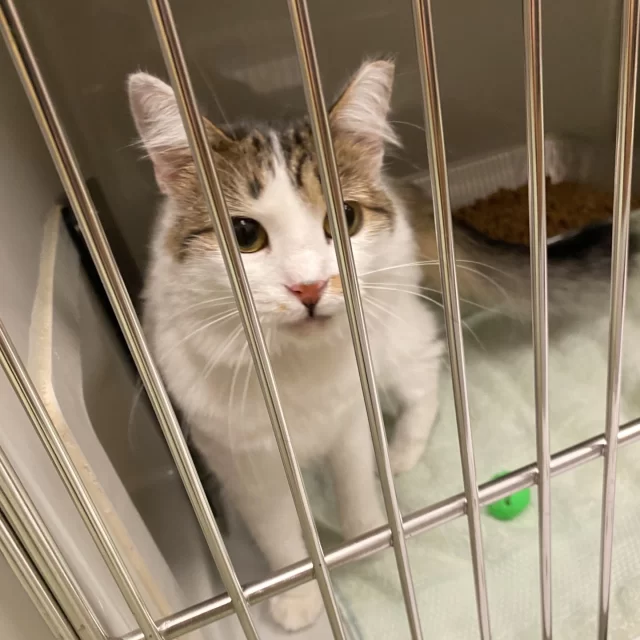 Two weeks ago, our team members found a friendly kitty in our outdoor cat shelter, located in our parking lot. Since this cat did not seem like our typical visitor, they decided to check if she was microchipped. 🚨 Beep, beep! There it was.⁠
⁠
The cat, Amy, whose name is linked to the microchip, was registered with @puurrrfectpawsrescue in Tennessee! 🤠 Thanks to her chip, we traced her original adopter and found her current owners. They came right away to bring Amy home! 🥰⁠
⁠
Not every lost pet gets this lucky, but a microchip can make all the difference! Every Tree House cat gets microchipped before adoption, ensuring a safe return if they wander off one day. 🐾⁠
⁠
If your pet isn't microchipped yet, chat with your vet today! 🩺⁠